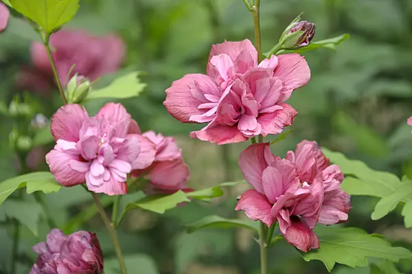 517183 - Common hibiscus (Hibiscus syriacus 'Freedom')