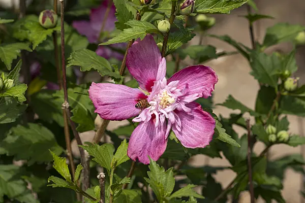 607065 - Common hibiscus (Hibiscus syriacus 'Freedom')