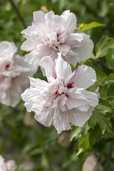607084 - Common hibiscus (Hibiscus syriacus 'French Cabaret Pastel')