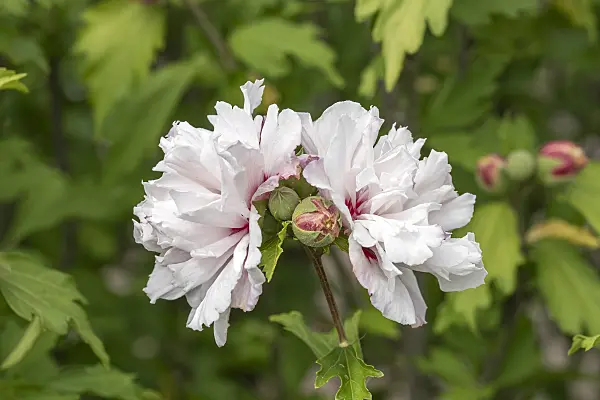 607085 - Common hibiscus (Hibiscus syriacus 'French Cabaret Pastel')
