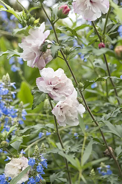 635048 - Common hibiscus (Hibiscus syriacus 'French Cabaret Pastel')