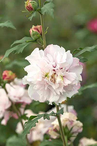 664182 - Common hibiscus (Hibiscus syriacus 'French Cabaret Pastel')