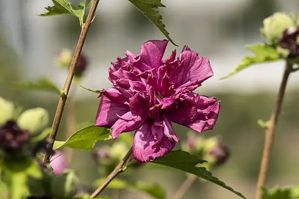 607086 - Common hibiscus (Hibiscus syriacus 'French Cabaret Red')