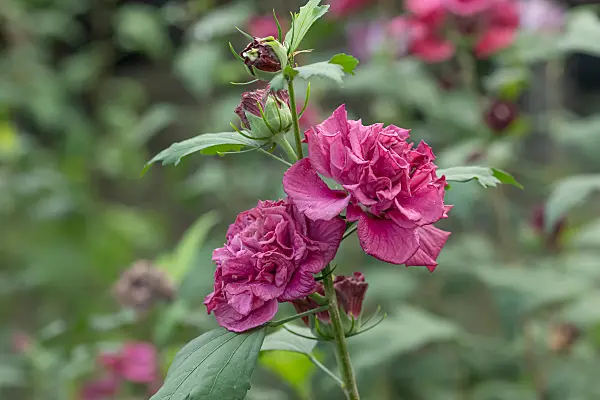 664183 - Common hibiscus (Hibiscus syriacus 'French Cabaret Red')