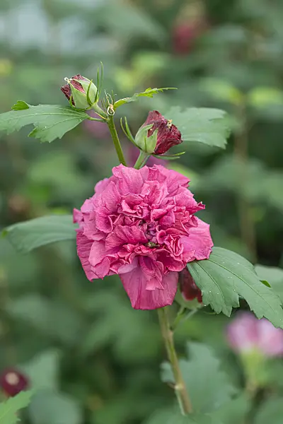 664184 - Common hibiscus (Hibiscus syriacus 'French Cabaret Red')