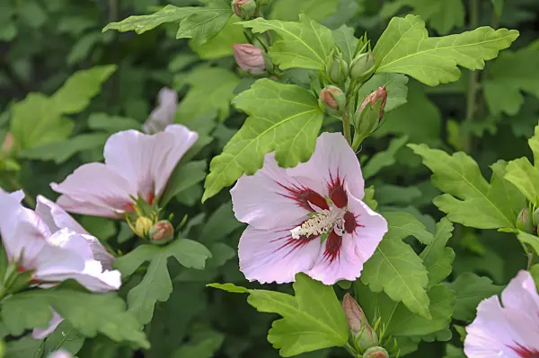 517184 - Common hibiscus (Hibiscus syriacus 'Hamabo')