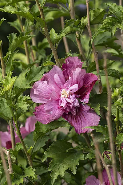 607087 - Common hibiscus (Hibiscus syriacus 'Kakapo')