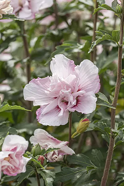 607066 - Common hibiscus (Hibiscus syriacus 'Lady Stanley')