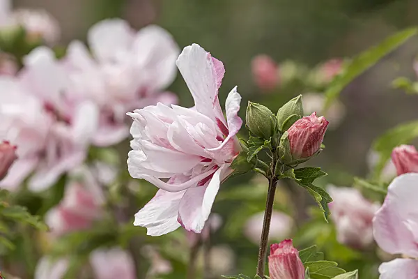 607068 - Common hibiscus (Hibiscus syriacus 'Lady Stanley')