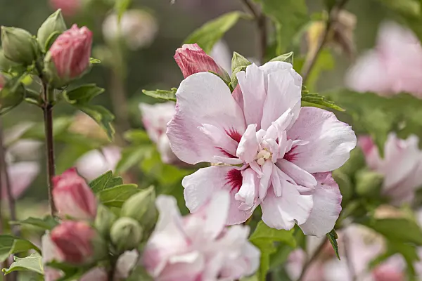 607069 - Common hibiscus (Hibiscus syriacus 'Lady Stanley')
