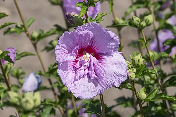 607089 - Common hibiscus (Hibiscus syriacus 'Lavander Chiffon')