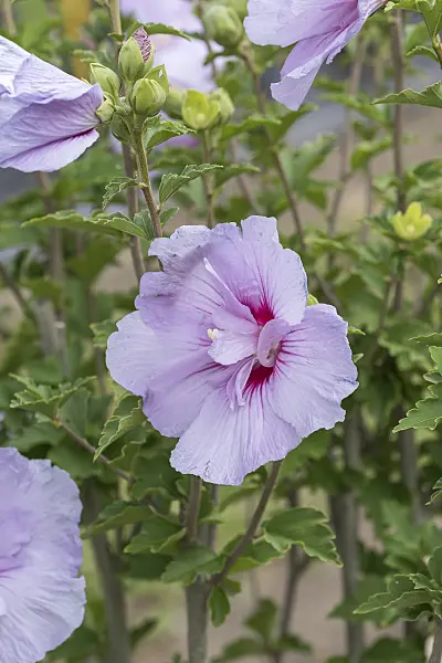 638120 - Common hibiscus (Hibiscus syriacus 'Lavander Chiffon')