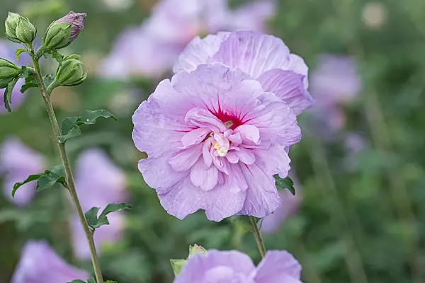 664185 - Common hibiscus (Hibiscus syriacus 'Lavander Chiffon')