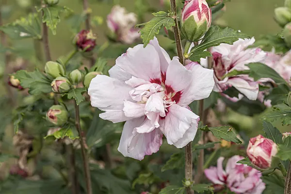607070 - Common hibiscus (Hibiscus syriacus 'Leopoldii')