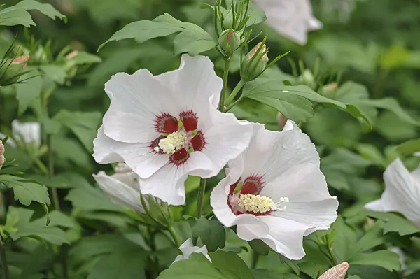 517186 - Common hibiscus (Hibiscus syriacus 'Mathilde')