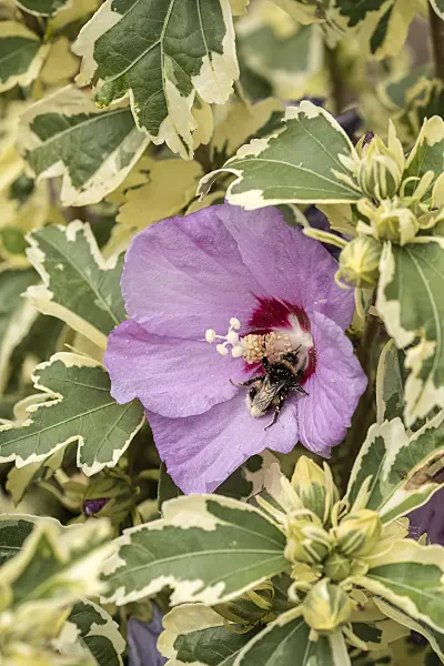 607071 - Common hibiscus (Hibiscus syriacus 'Meehanii')