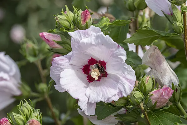 607072 - Common hibiscus (Hibiscus syriacus 'Melrose')