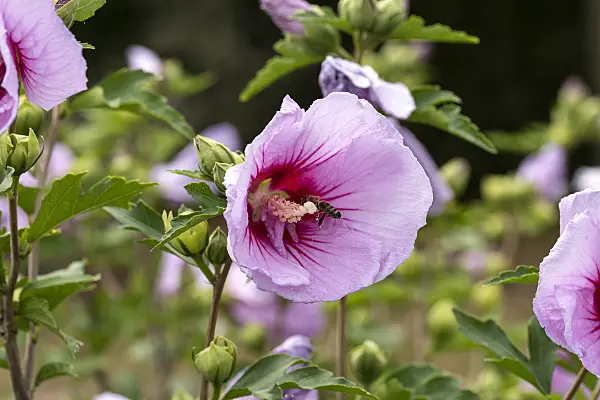 607073 - Common hibiscus (Hibiscus syriacus 'Mingravi4')