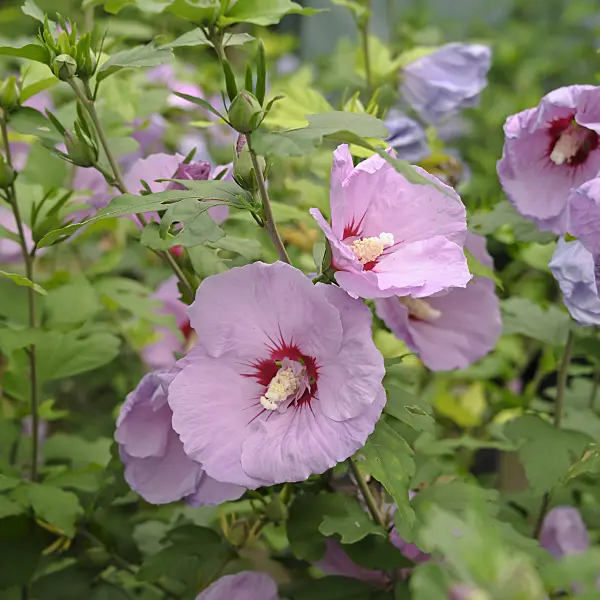 517187 - Common hibiscus (Hibiscus syriacus 'Minpast')