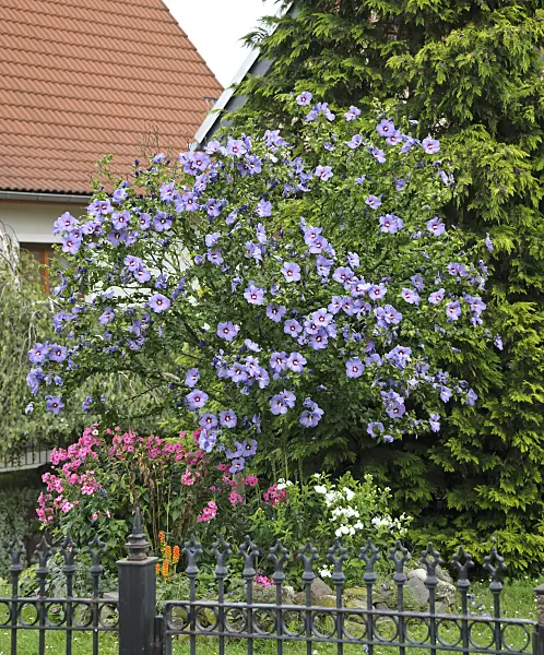 517188 - Common hibiscus (Hibiscus syriacus 'Oiseau Bleu')