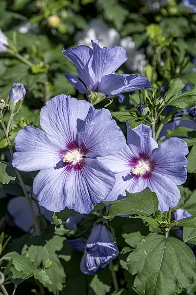 607074 - Common hibiscus (Hibiscus syriacus 'Oiseau Bleu')