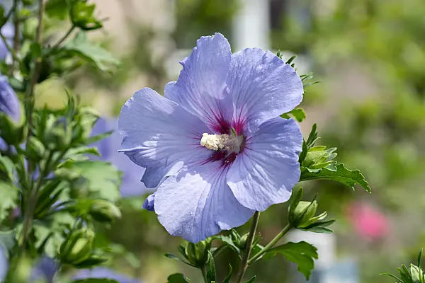 664180 - Common hibiscus (Hibiscus syriacus 'Oiseau Bleu')