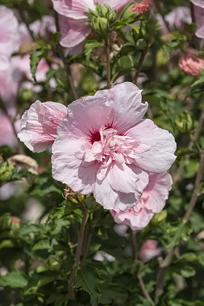 607090 - Common hibiscus (Hibiscus syriacus 'Pink Chiffon')