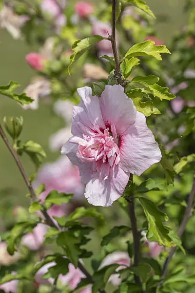 607091 - Common hibiscus (Hibiscus syriacus 'Pink Chiffon')