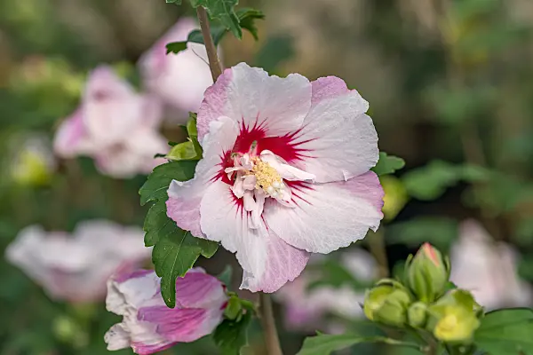 664186 - Common hibiscus (Hibiscus syriacus 'Pinky Spot')