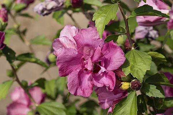 607075 - Common hibiscus (Hibiscus syriacus 'Puniceus Plenus')