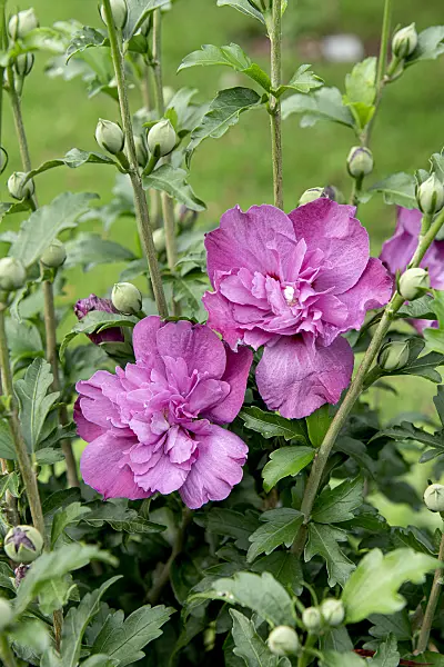 607092 - Common hibiscus (Hibiscus syriacus 'Purple Ruffles')