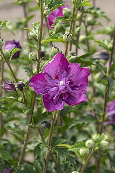 607093 - Common hibiscus (Hibiscus syriacus 'Purple Ruffles')