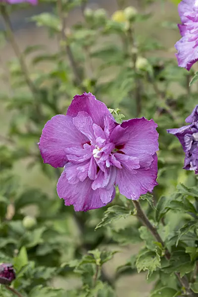 638121 - Common hibiscus (Hibiscus syriacus 'Purple Ruffles')