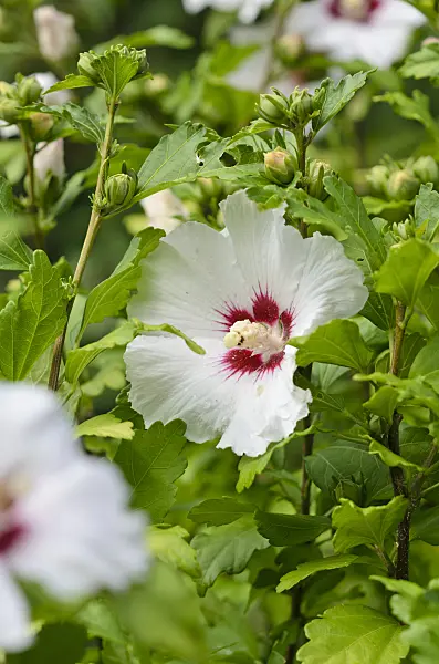 522080 - Common hibiscus (Hibiscus syriacus 'Red Heart')