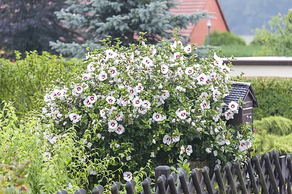 651319 - Common hibiscus (Hibiscus syriacus 'Red Heart')