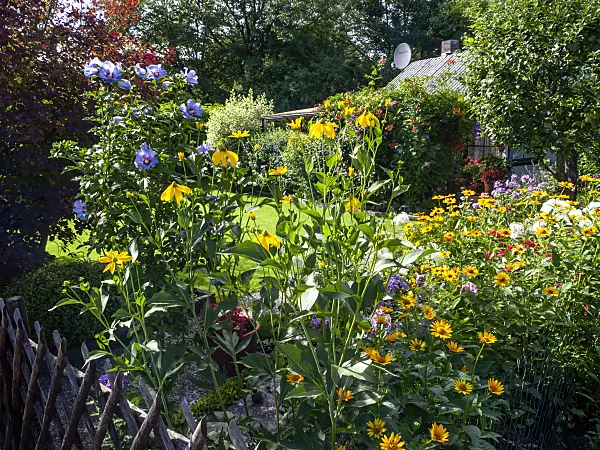 428087 - Common hibiscus (Hibiscus syriacus), shiny cone flower (Rudbeckia nitida) and false sunflower (Heliopsis helianthoides)
