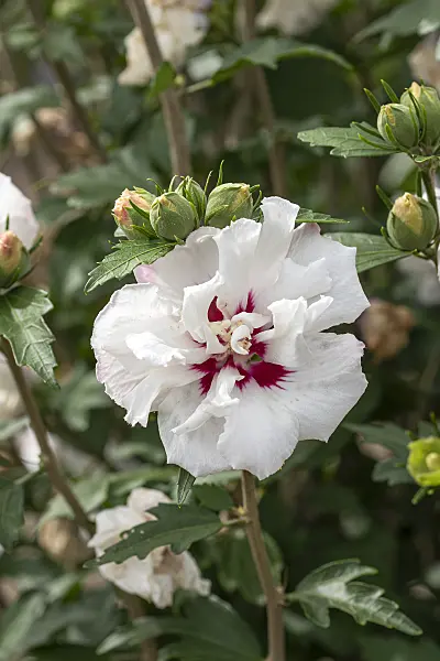 607078 - Common hibiscus (Hibiscus syriacus 'Speciosus')