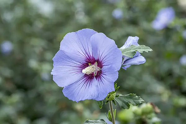 638122 - Common hibiscus (Hibiscus syriacus 'Ultramarine')
