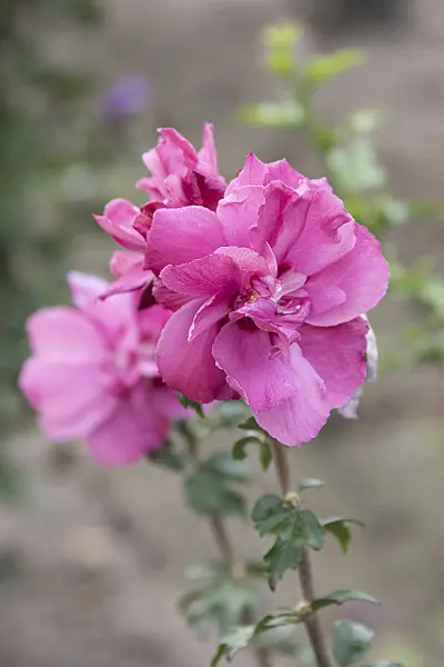 607079 - Common hibiscus (Hibiscus syriacus 'Waltraud')