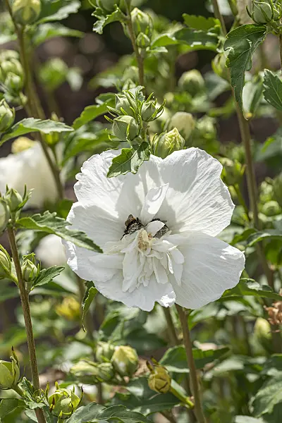 607096 - Common hibiscus (Hibiscus syriacus 'White Chiffon')