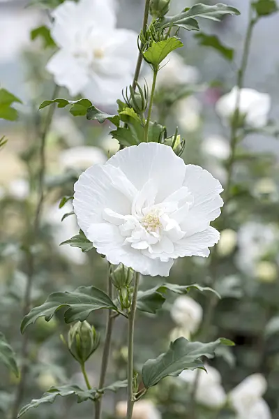 638123 - Common hibiscus (Hibiscus syriacus 'White Chiffon')
