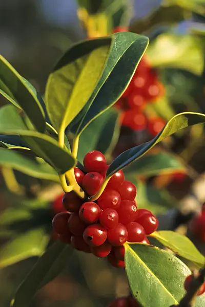 385018 - Common holly (Ilex aquifolium)