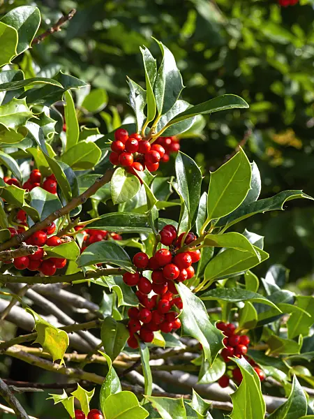 430090 - Common holly (Ilex aquifolium)