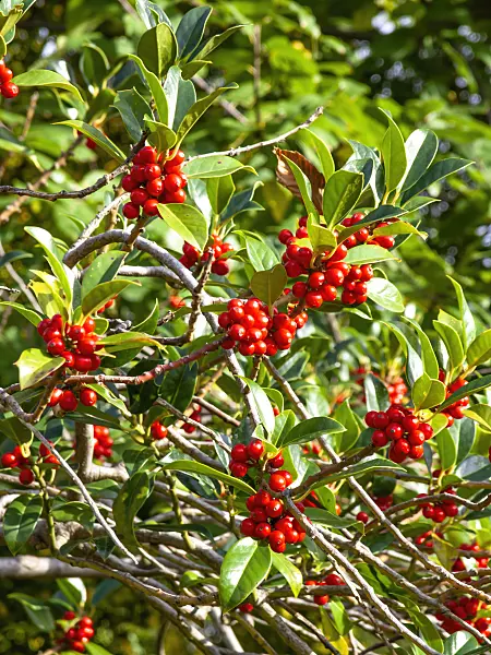 431001 - Common holly (Ilex aquifolium)