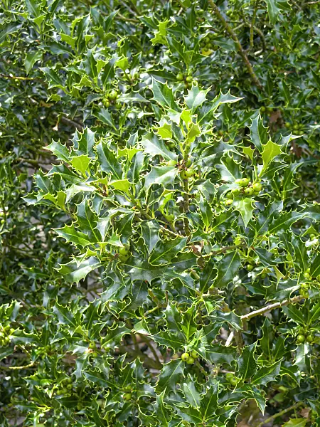 461140 - Common holly (Ilex aquifolium)