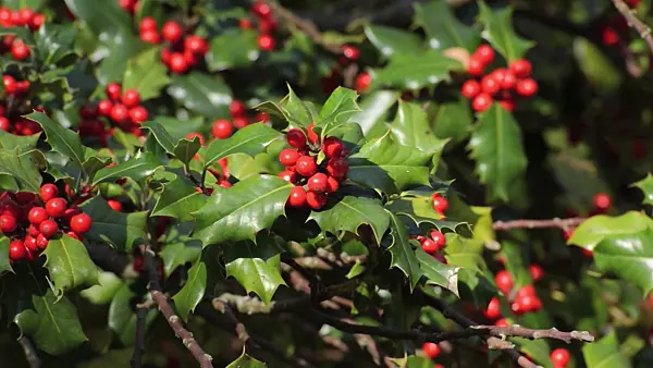 501106 - Common holly (Ilex aquifolium)