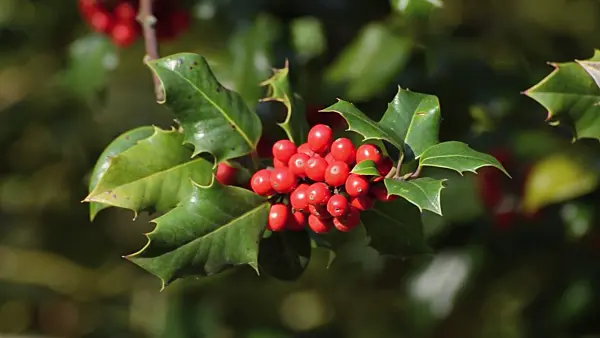 501107 - Common holly (Ilex aquifolium)