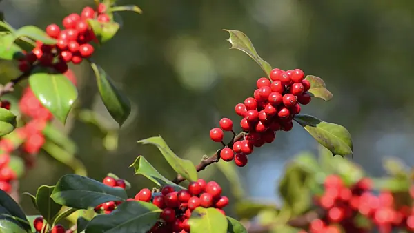501108 - Common holly (Ilex aquifolium)
