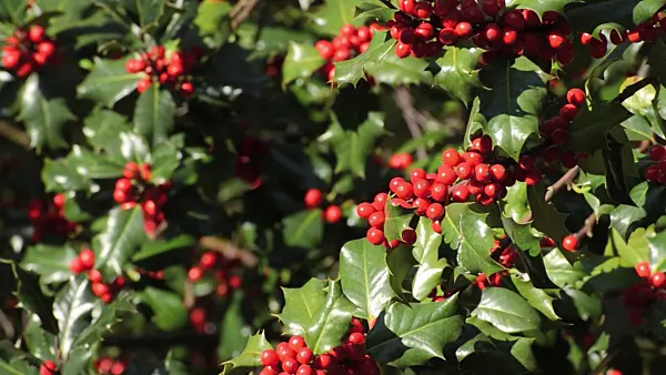 501109 - Common holly (Ilex aquifolium)