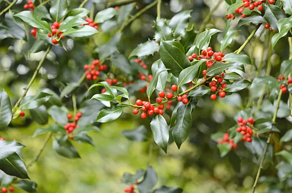 525398 - Common holly (Ilex aquifolium)
